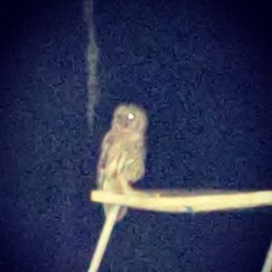 Meet your Posher, Willow